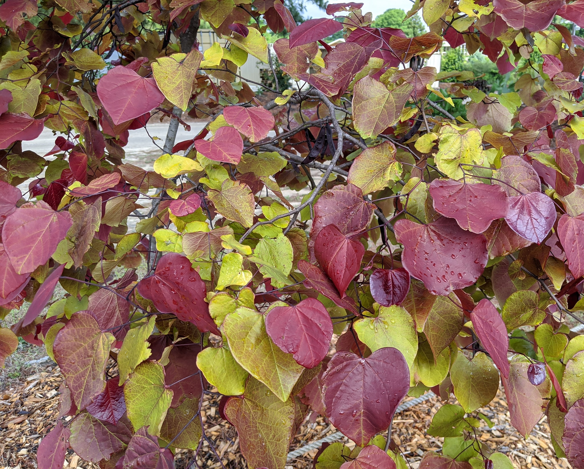 Cercis canadensis 'Eternal Flame' (Nc2016-2) | Mundi Plantarum